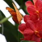 Litzelstetten (D) – Insel Mainau im Schmetterlingshaus