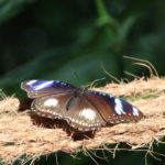 Insel Mainau – Im Schmetterlingshaus