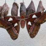 Insel Mainau – Im Schmetterlingshaus