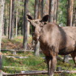 Överkalix (S) – Arctic Moose Farm (war geschlossen) – habe sie trotzdem vor die Linse bekommen
