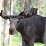 Överkalix (S) – Arctic Moose Farm (war geschlossen) – habe sie trotzdem vor die Linse bekommen