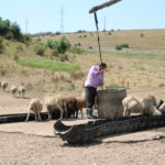 Rumänien (RO) – Auf dem Weg nach Konstanza (Schäfer tränkt seine Schafe)