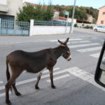 Unterwegs nach León (E) – Der Esel wollte einfach nicht von der Straße runter