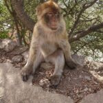 Gibraltar (UK) – Auf dem Affenfelsen