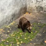 Krumau an der Moldau (CZ) – Ein armer Bähr im Burggraben