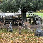 Niemodlin (PL) – Frei lebende Rehe in der Schlossanlage