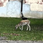 Niemodlin (PL) – Frei lebende Rehe in der Schlossanlage