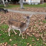 Niemodlin (PL) – Frei lebende Rehe in der Schlossanlage