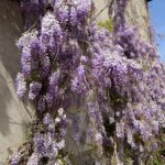 Überall war Blauregen zu sehen